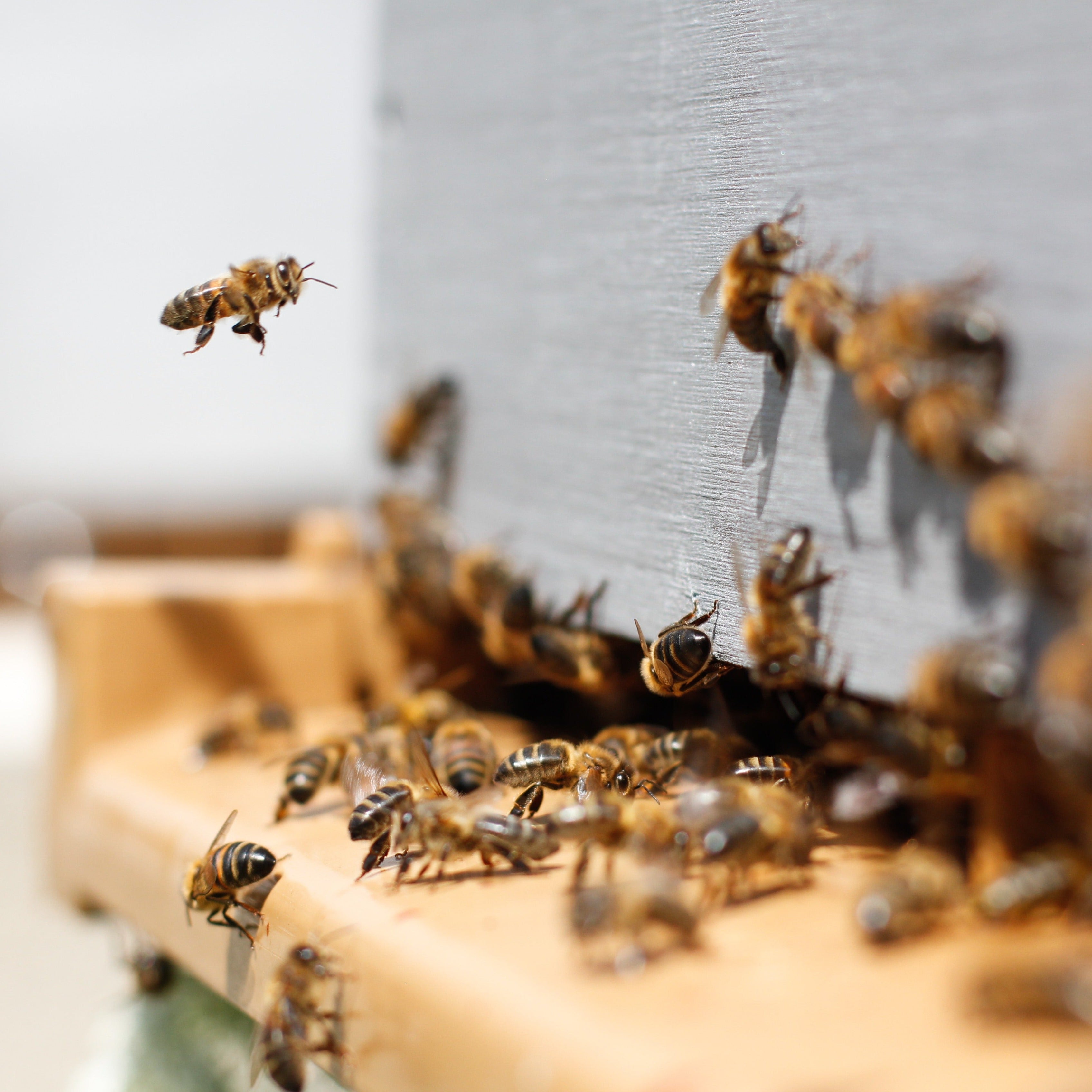 Close-up of honeybees swarming at the entrance of a beehive